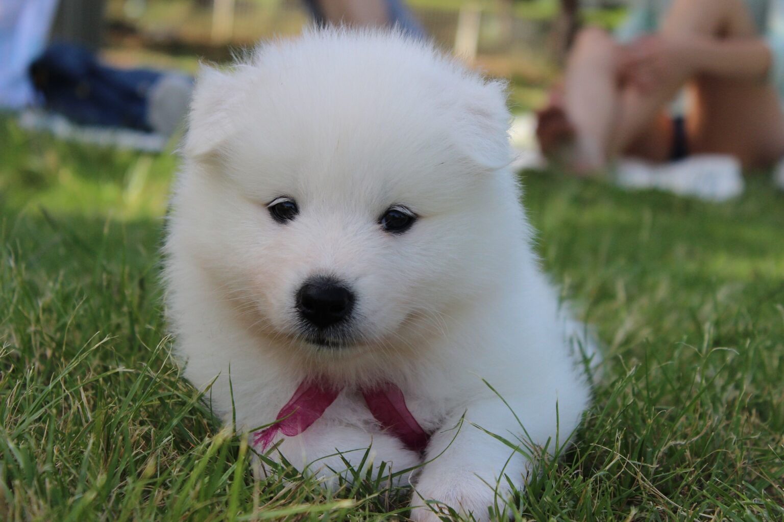 small white dog that looks like a teddy bear