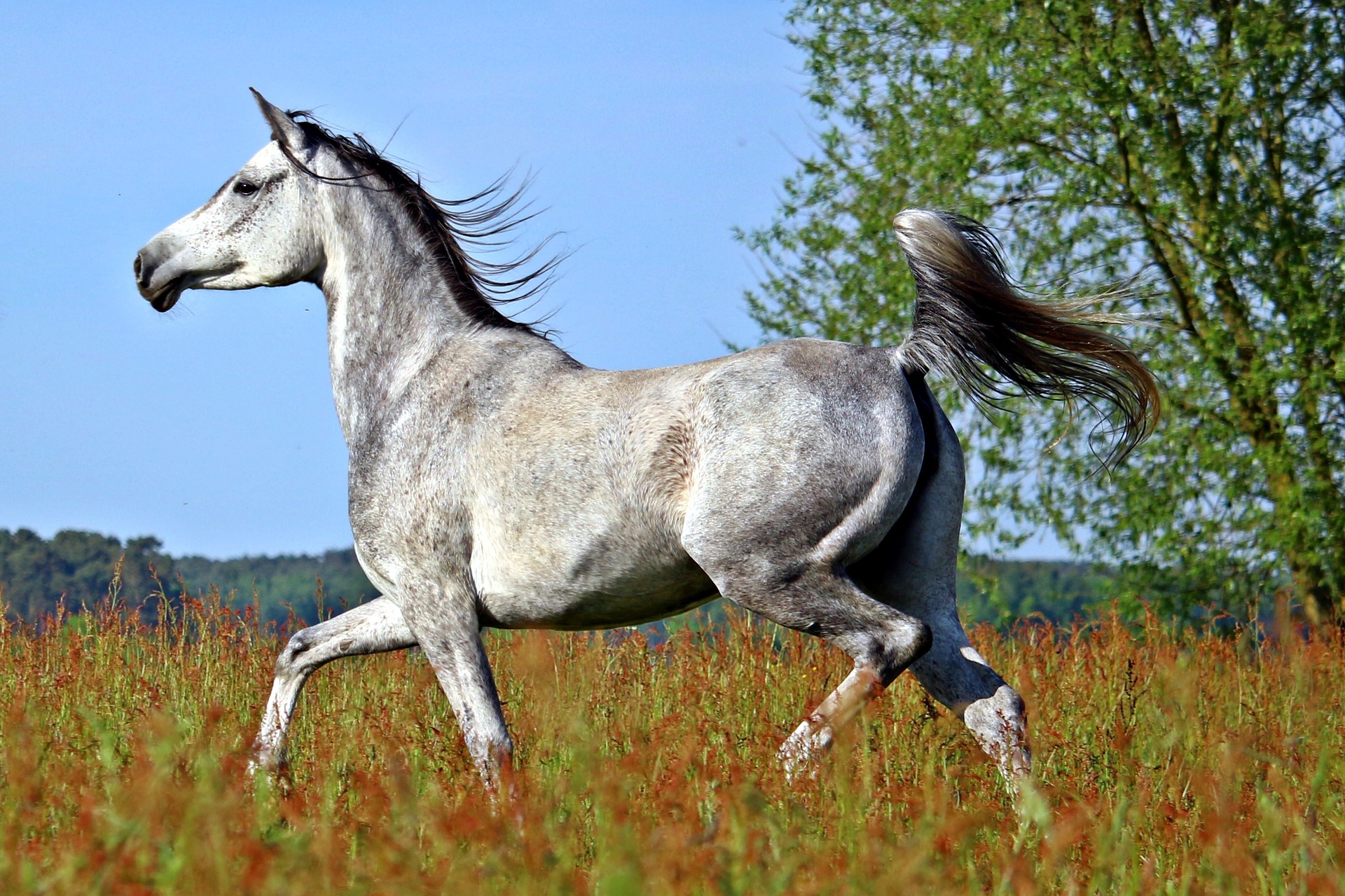 Arabian Horse - Origin, Characteristics and Temperament. 
