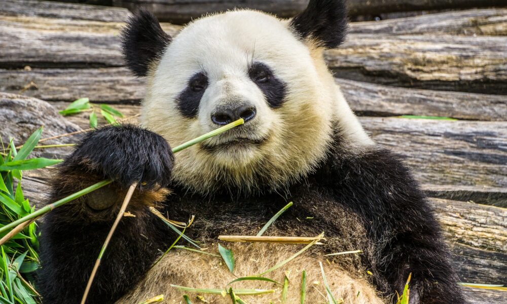 ALL ABOUT THE PANDA BEAR DIET! | PetsStats