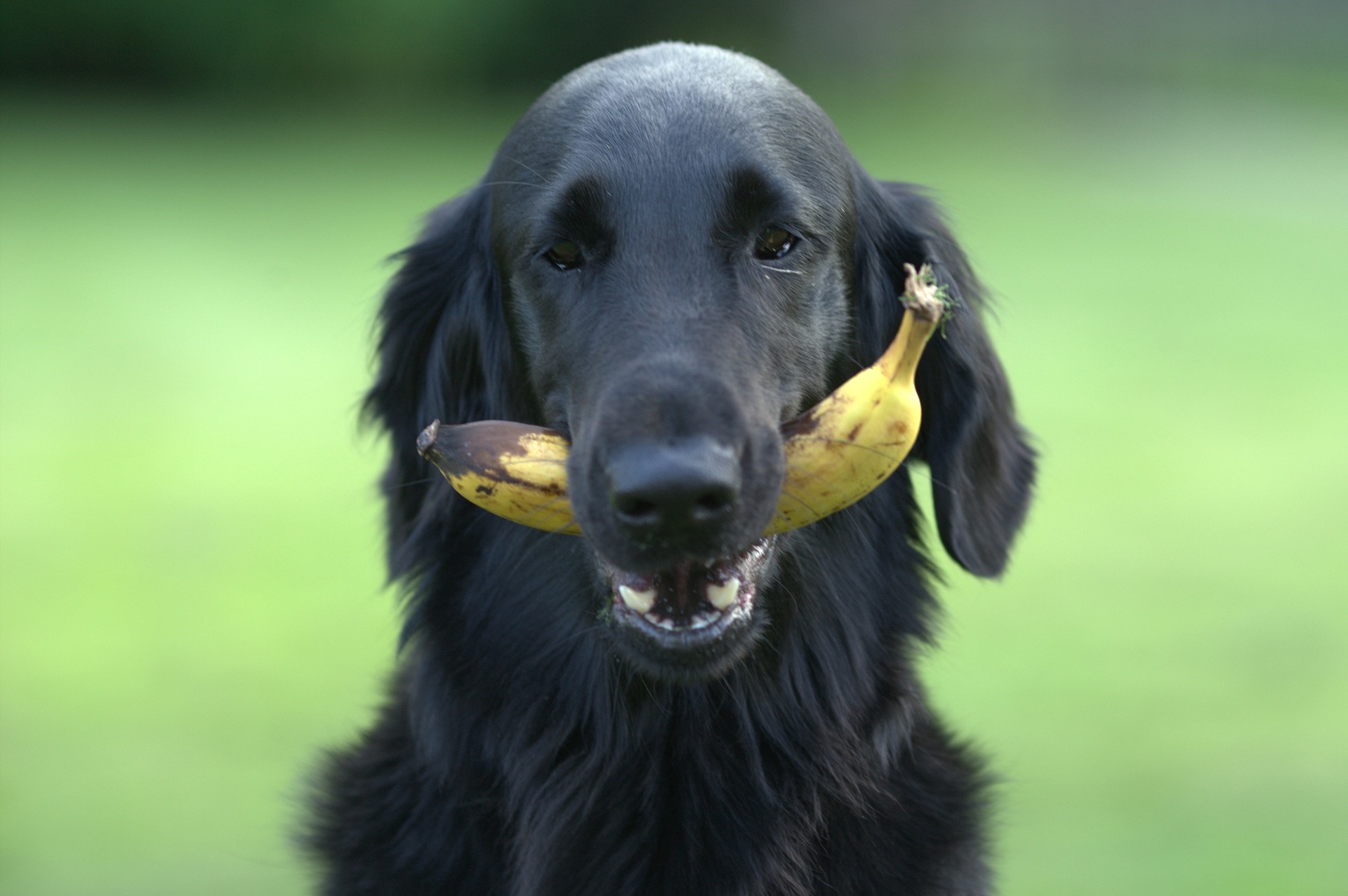 The dog hurt. Собака с бананом. Собака с мячиком в зубах. Собака ест банан. Собака и фрукты.