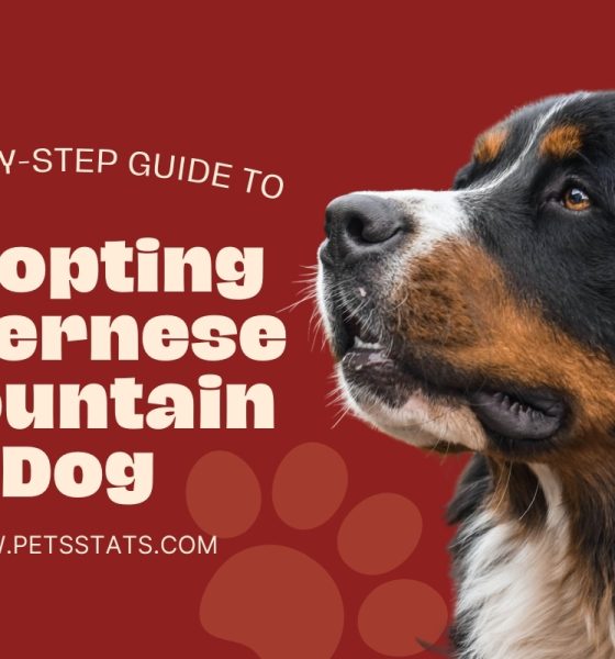 Adopting a Bernese Mountain Dog