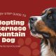 Adopting a Bernese Mountain Dog
