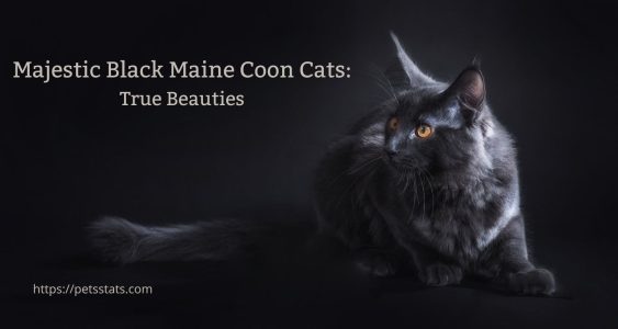 Black Maine Coon Cats