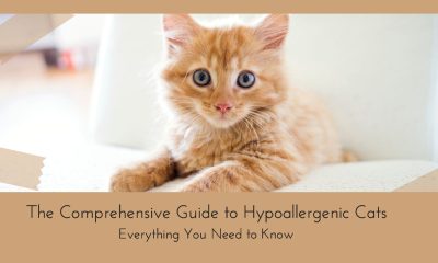 Hypoallergenic Cats