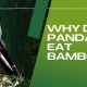 why do pandas eat bamboo